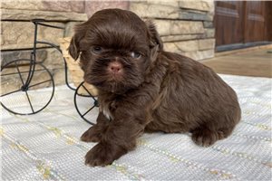 Chester - Shih Tzu for sale