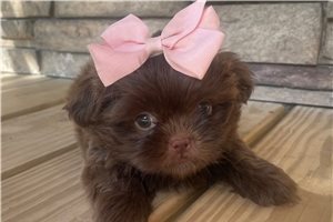 Claudia - Shih Tzu for sale