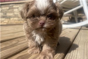 Guss - puppy for sale