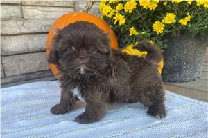 Polly - Shih Tzu for sale