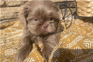Franklin - Shih Tzu for sale