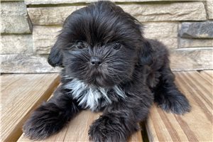 Cora - Shih Tzu for sale