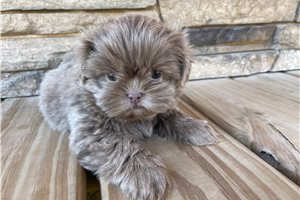 Cupcake - Shih Tzu for sale