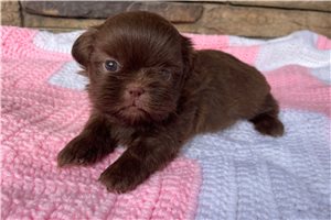 June - puppy for sale