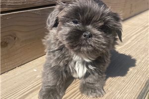 Haven - Shih Tzu for sale