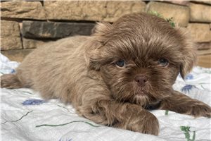 Ariella - Shih Tzu for sale