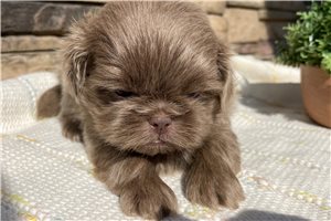 Franklin - puppy for sale