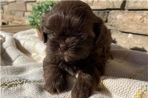 Polly - Shih Tzu for sale