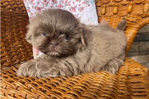 Ariella - Shih Tzu for sale