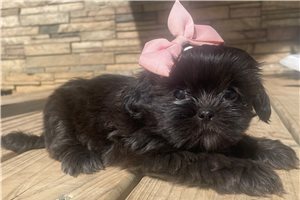 Cora - puppy for sale