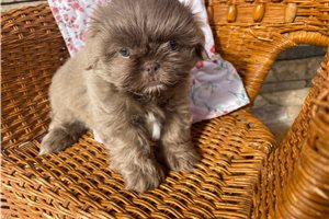 Ariella - Shih Tzu for sale