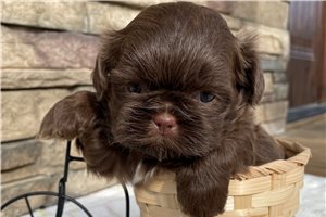 Chester - Shih Tzu for sale