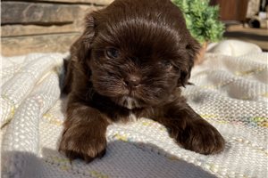 Polly - puppy for sale