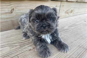 Haven - Shih Tzu for sale