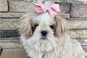 Pearl - Shih Tzu for sale