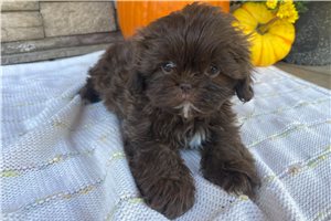 Polly - Shih Tzu for sale