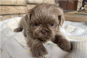 Ariella - Shih Tzu for sale