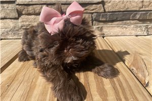 Rowie - Shih Tzu for sale