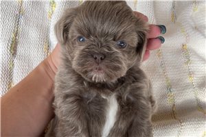 Ariella - Shih Tzu for sale