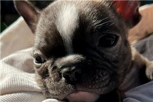 Biscuit - Frenchton for sale