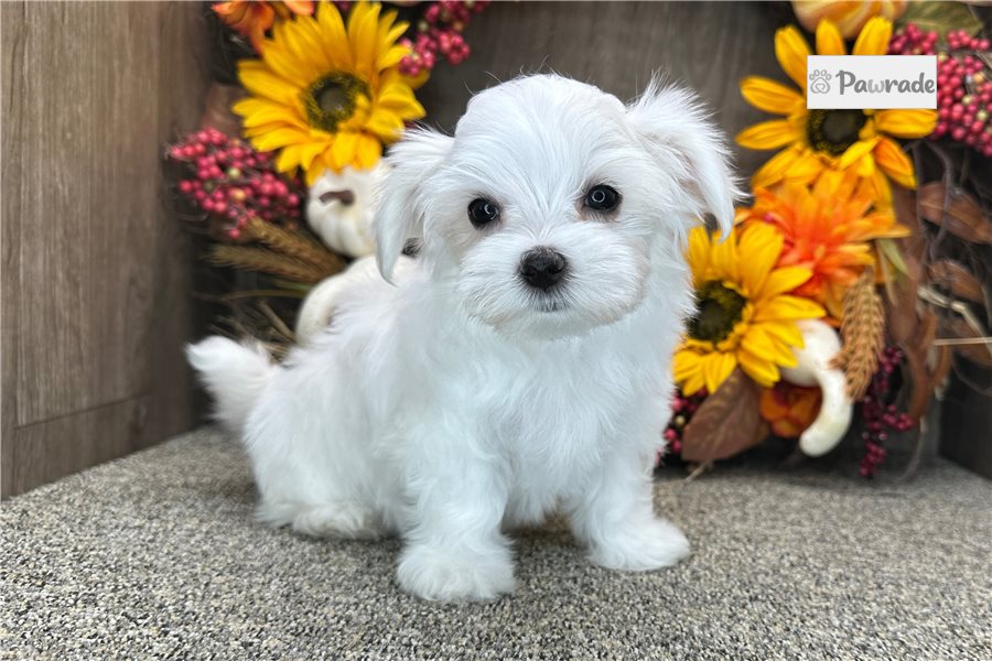 Tiffany, female Maltese puppy for sale