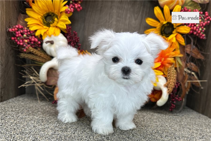 Teddy, male Maltese puppy for sale