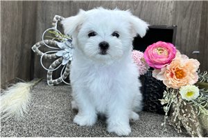 Aria - Maltese for sale