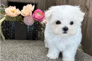 Casper - Maltese for sale