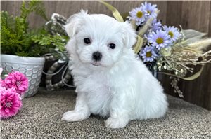 Bodie - puppy for sale