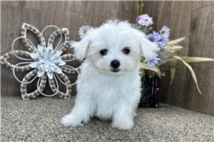 Doreen - Maltese for sale