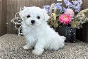 Rango - puppy for sale
