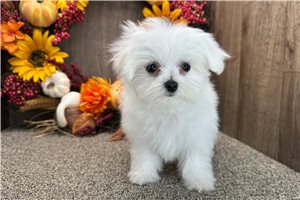 Daffodil - Maltese for sale