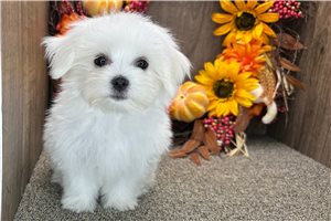 Deacon - puppy for sale