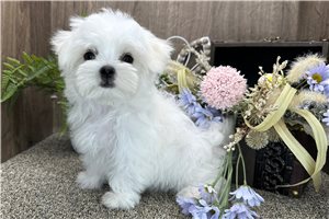 Abraham - puppy for sale