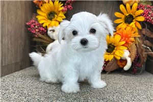 Tiffany - Maltese for sale