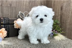 Lucas - Maltese for sale
