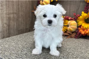 Tamara - puppy for sale