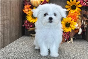 Doreen - Maltese for sale