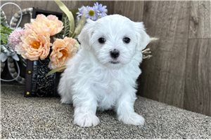 Bunny - puppy for sale