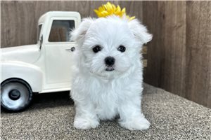 Lucas - Maltese for sale