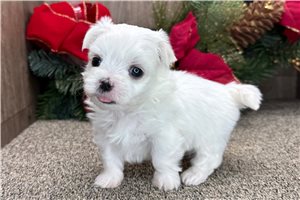 Tuffy - Maltese for sale