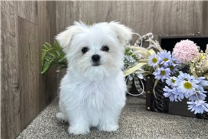 Armand - Maltese for sale