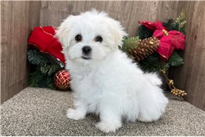 Nemo - Maltese for sale
