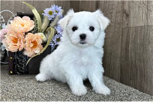 Aria - puppy for sale