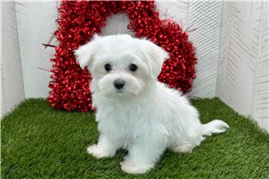 Kayden - puppy for sale