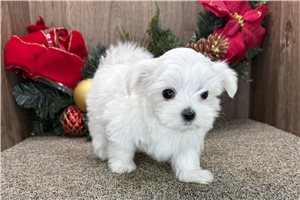 Tator - Maltese for sale