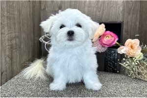 Alex - Maltese for sale