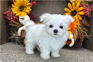 Teddy - Maltese for sale