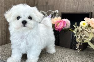 Clarissa - Maltese for sale