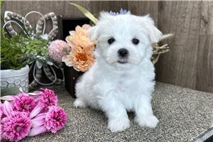 Alex - Maltese for sale